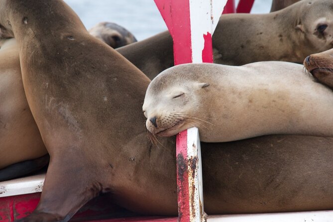 2.5-Hour Small-Group Catamaran Sunset Sail with Drinks - Point Loma and the open-water feeling