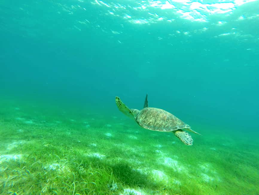 2h Sailing catamaran in La Baie des Saintes - Grande Baie and the swim with turtles