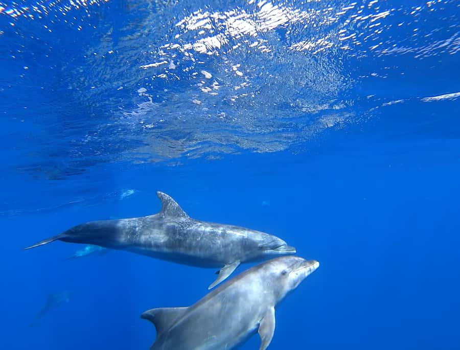 3-hour Catamaran Adventure on the waters of Sal Island - Final call: a strong choice for relaxed ocean time