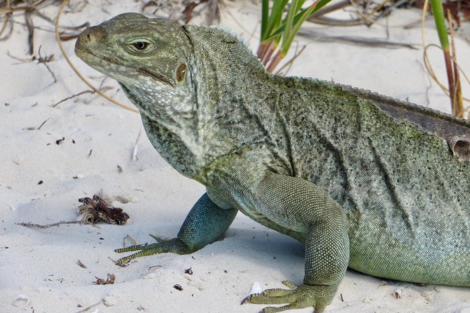 4-Hour Catamaran Sail and Snorkel Tour from Grace Bay - Snorkeling over a lively Providenciales reef