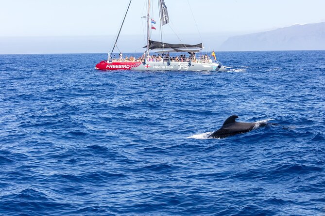 Adults Only Tenerife Freebird Whale Dolphin Catamaran with Lunch - Lunch, dietary needs, and the swim stop