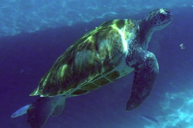Afternoon Luxury Catamaran Sailing and Charter Cruise from Bridgetown - The turtle stop in Carlyle Bay