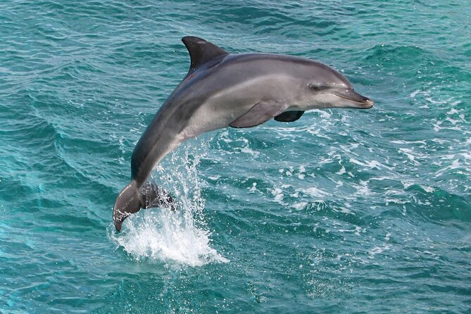 Alanya Catamaran Boat Trip incl. Lunch and drinks - Lunch, soft drinks, music, and the boat atmosphere