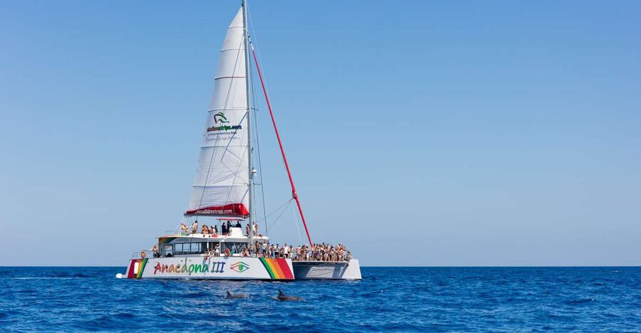 Alcudia: Sunset Catamaran Tour with Dinner and Snorkeling - Key points to know before booking