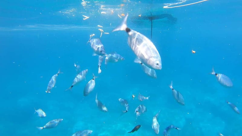 Alghero: Scenic Catamaran Cruise with Lunch and Snorkeling - A local lunch prepared by the skipper