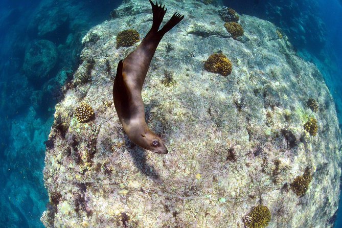 All-Inclusive Catamaran Tour | Beaches & Sea Lions from Los Cabos - Lunch, drinks, and the practical luxury of staying aboard