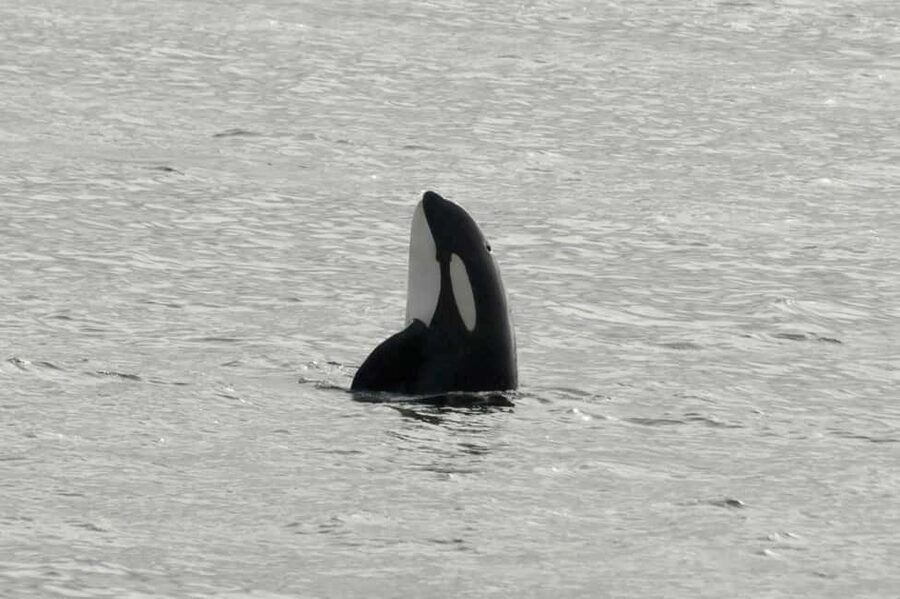 Andenes: Responsible Whale Watching with Classic Catamaran - Key points before you book