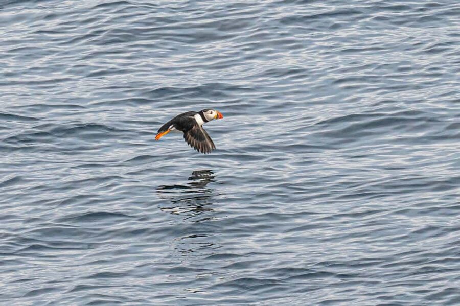 Andenes: Responsible Whale Watching with Classic Catamaran - Starting at Andenes Harbor