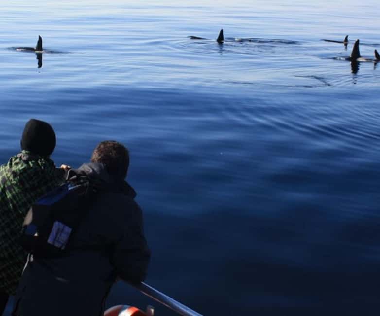 Andenes: Responsible Whale Watching with Classic Catamaran - Sperm whales, orcas, and the value of patience