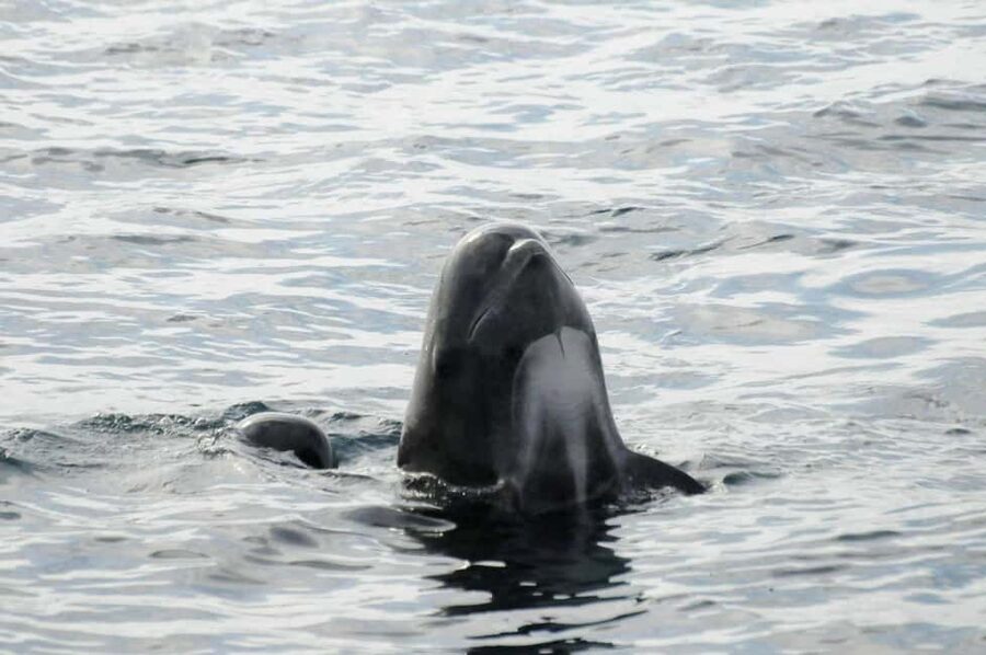 Andenes: Responsible Whale Watching with Classic Catamaran - A heated cabin, soup, and rough-water reality