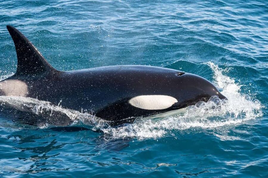 Andenes: Responsible Whale Watching with Classic Catamaran - Is $183 a fair price?