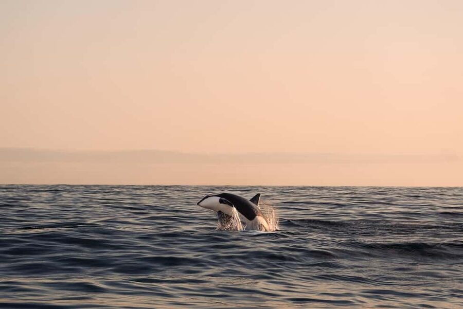 Andenes: Responsible Whale Watching with Classic Catamaran - Out into the Arctic sea