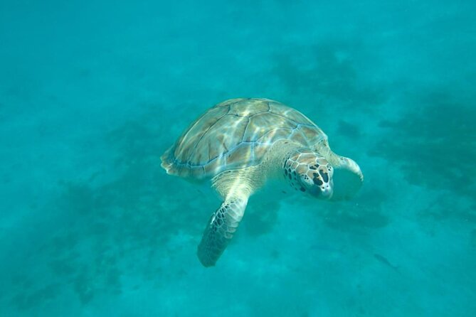 Barbados Catamaran Snorkel Cruise with Open Bar - Sailing Barbados’ calm west coast