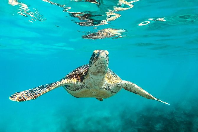 Barbados Catamaran Turtle and Shipwreck Snorkeling Cruise - Key points at a glance