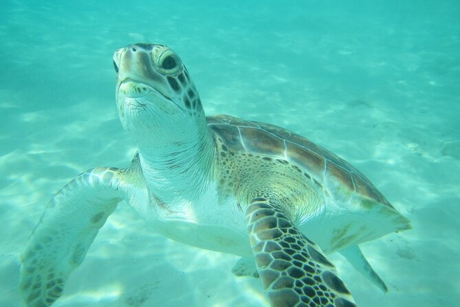 Barbados Catamaran Turtle and Shipwreck Snorkeling Cruise - Sailing from Bridgetown on El Tigre