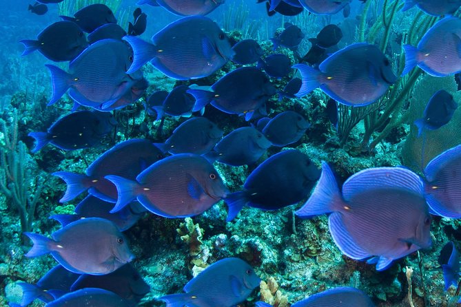 Barbados Catamaran Turtle and Shipwreck Snorkeling Cruise - Choosing three hours or five hours