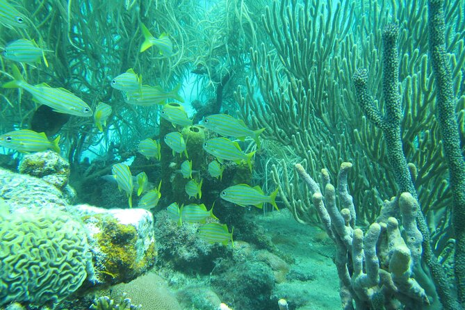 Barbados Catamaran Turtle and Shipwreck Snorkeling Cruise - What the $85 price gets you