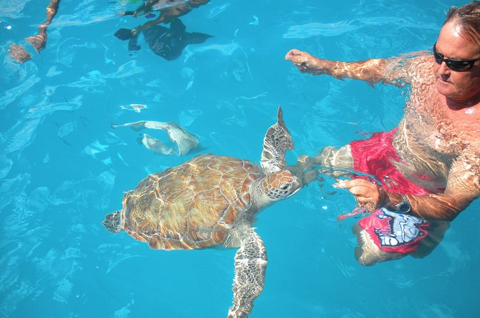 Barbados Catamaran Turtle Snorkel with Lunch and Open Bar - The Bajan buffet is part of the value