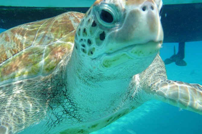 Barbados Sunset and Snorkeling Catamaran Cruise - The First Sail Across Carlisle Bay