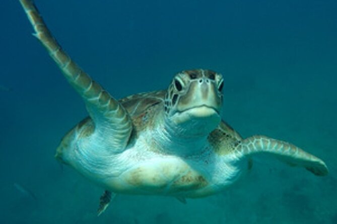 Barbados Sunset and Snorkeling Catamaran Cruise - Snorkeling With Turtles in Carlisle Bay