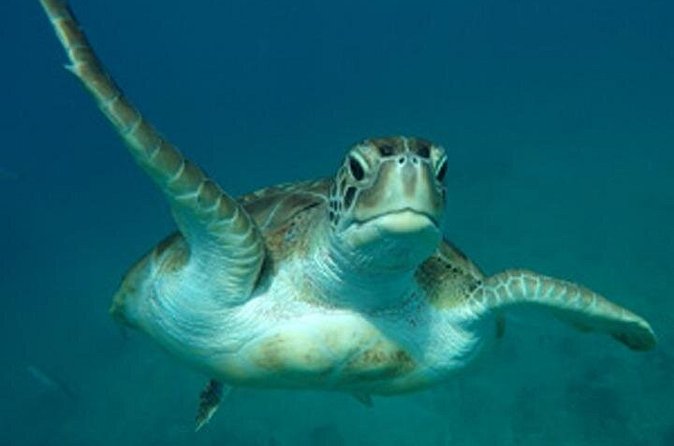Barbados Sunset and Snorkeling Catamaran Cruise - Shipwrecks Beneath the Catamaran