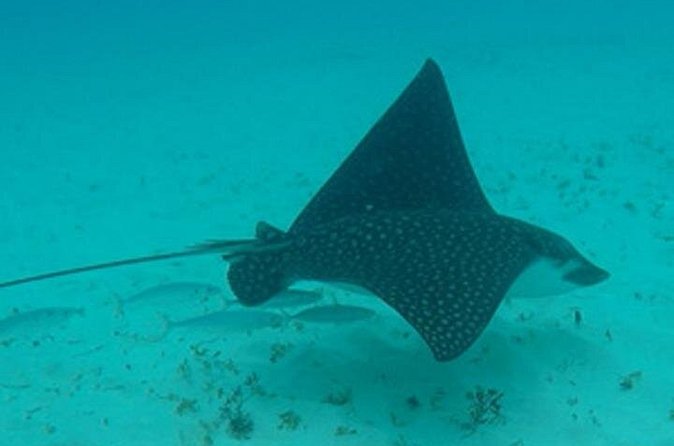 Barbados Sunset and Snorkeling Catamaran Cruise - Is the $110 Price Good Value?