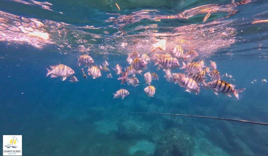 Basseterre: St Kitts 4-hour Catamaran Snorkel Cruise & Lunch - Who will enjoy this St. Kitts catamaran trip?
