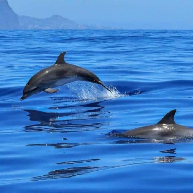 Benalmádena: Catamaran with dolphin watching and drinks - Who will enjoy this cruise most