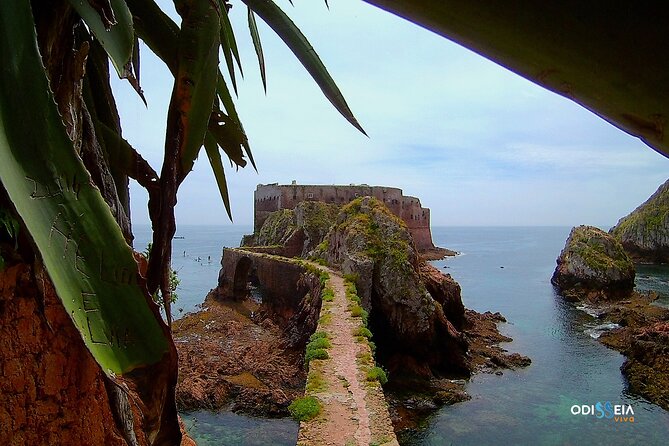 Berlengas Island Catamaran Tour - Round Trip - Timing is the detail you must get right