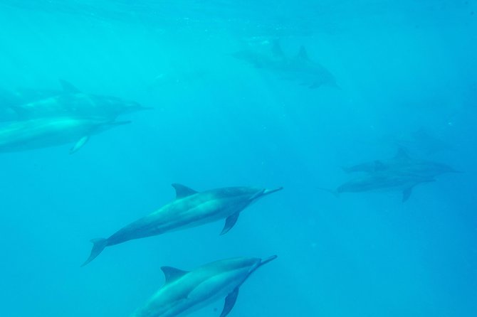Big Island: Captain Cook Snorkel On A Power Catamaran With Lunch - Lunch, music, and the boat’s useful extras