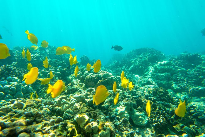 Big Island: Captain Cook Snorkel On A Power Catamaran With Lunch - Who will enjoy this trip most