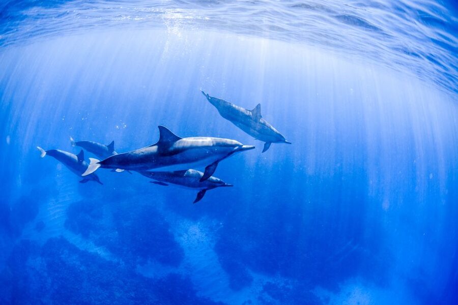 Big Island: Luxury Catamaran Trip along the Kona Coast - Should you book No Wiki?