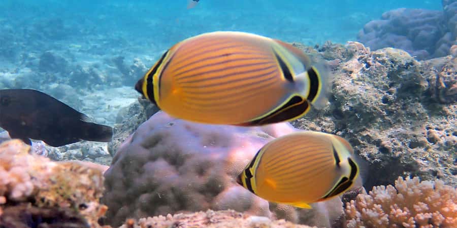 Bora Bora: Half Day Catamaran Sailing & Snorkelling - Service, languages, and group size
