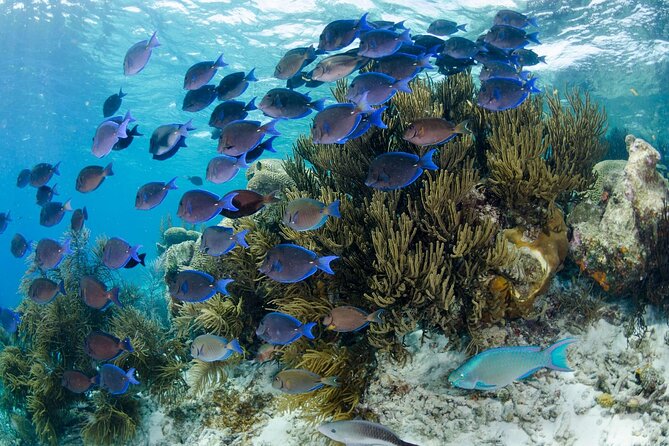 Brunch & Snorkel Catamaran Tour - Who will enjoy this morning most