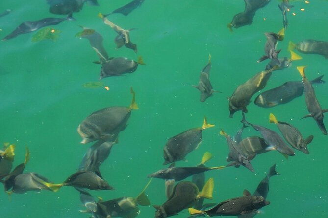 Cabo Catamaran – Snorkeling Tour & Coastal Views - Music, snacks, and the open bar
