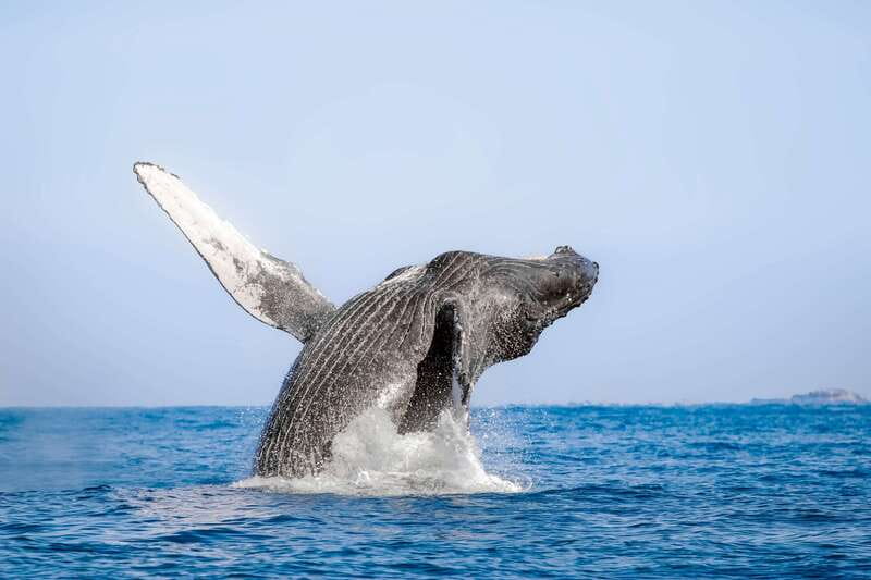 Cabo San Lucas: Luxury Catamaran Whale Watching Experience - Setting out from Cabo San Lucas Marina