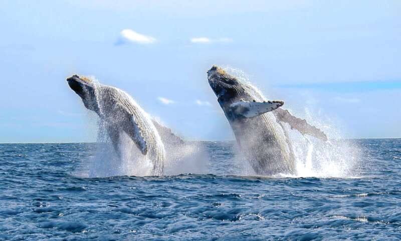 Cabo San Lucas: Luxury Catamaran Whale Watching Experience - Finding humpback whales in open water
