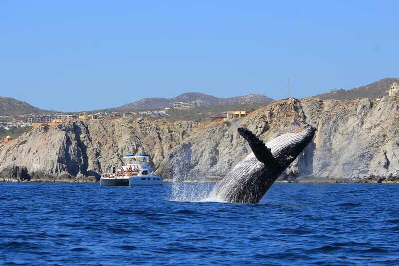 Cabo San Lucas: Luxury Catamaran Whale Watching Experience - Listening to whales through the hydrophone
