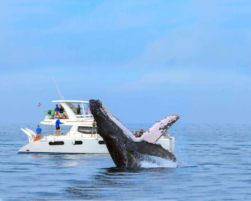 Cabo San Lucas: Luxury Catamaran Whale Watching Experience - Food, open bar, and the practical comfort factor