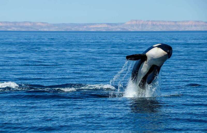 Cabo San Lucas: Luxury Catamaran Whale Watching Experience - How long the 2.5-hour outing feels