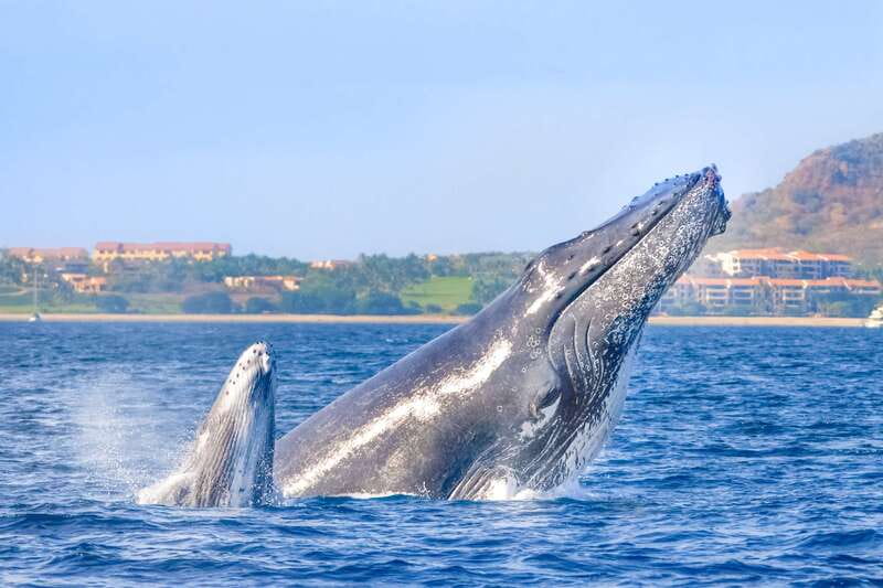 Cabo San Lucas: Luxury Catamaran Whale Watching Experience - Past the Arch and along the Cabo coast