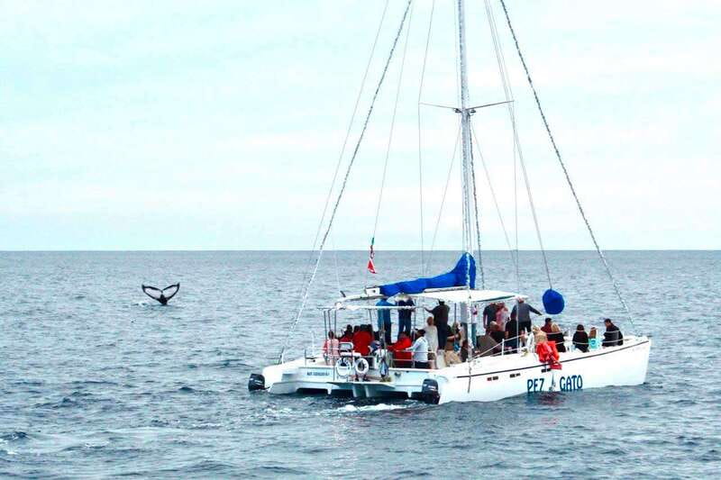 Cabo San Lucas: Whale Watching Catamaran Experience - Why this two-hour Cabo cruise works well