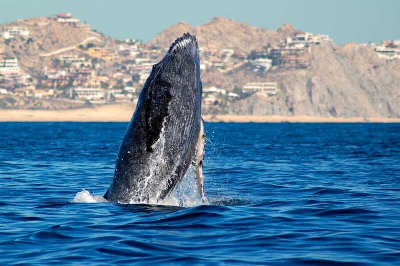 Cabo San Lucas: Whale Watching Catamaran Experience - Who will get the most from this experience