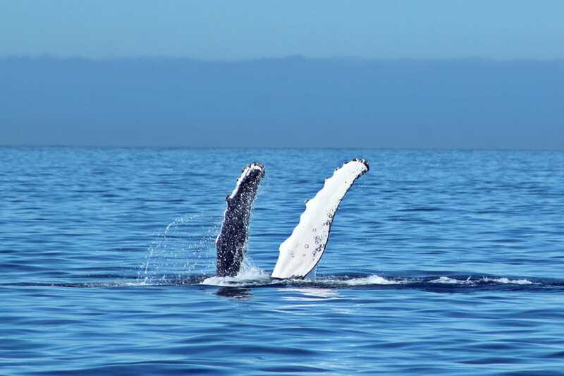 Cabo San Lucas: Whale Watching Experience on Catamaran - FAQ