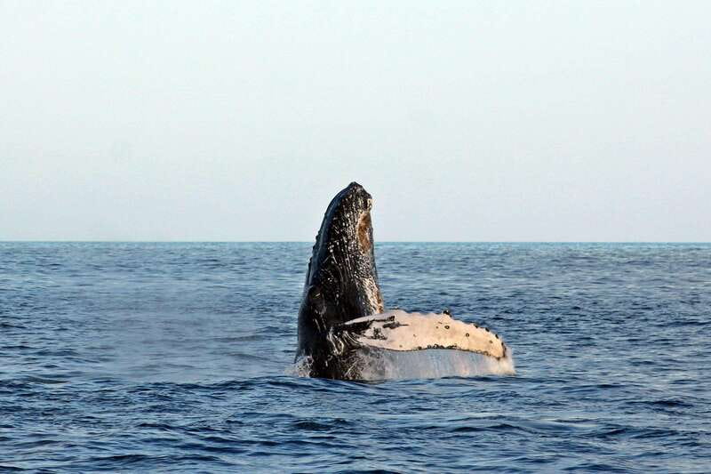 Cabo San Lucas: Whale Watching Experience on Catamaran - Whale season in Baja, from December through March