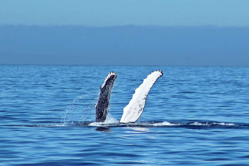 Cabo San Lucas: Whale Watching Experience on Catamaran - Boarding the catamaran for the Pacific