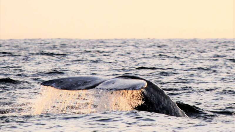 Cabo San Lucas: Whale Watching Experience on Catamaran - Using hydrophones to hear the whales