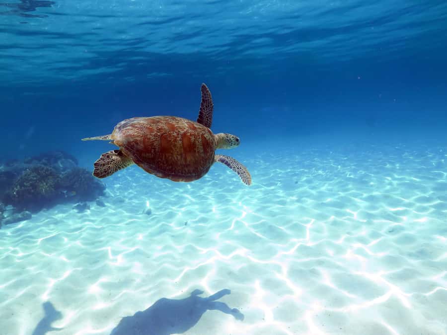 Cairns: Ocean Spirit Great Barrier Reef Full Day Tour - Snorkeling, semi-submersible viewing, and optional scuba
