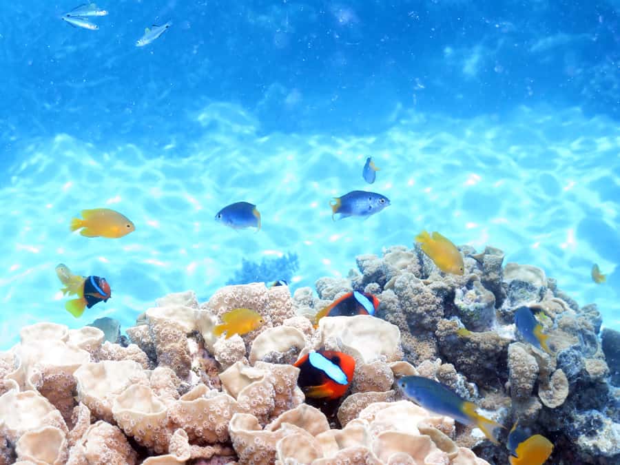 Cairns: Ocean Spirit Great Barrier Reef Full Day Tour - Meals and the return under sail