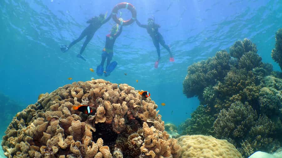 Cairns: Ocean Spirit Great Barrier Reef Full Day Tour - Comfort, crew, and day-to-day organization